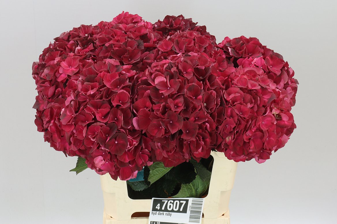 Hyd Dark Ruby