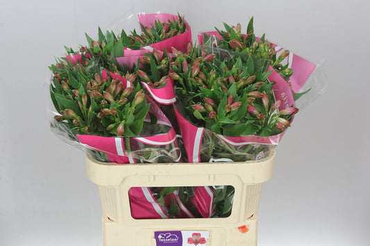 Alstro Bubblicious Xl
