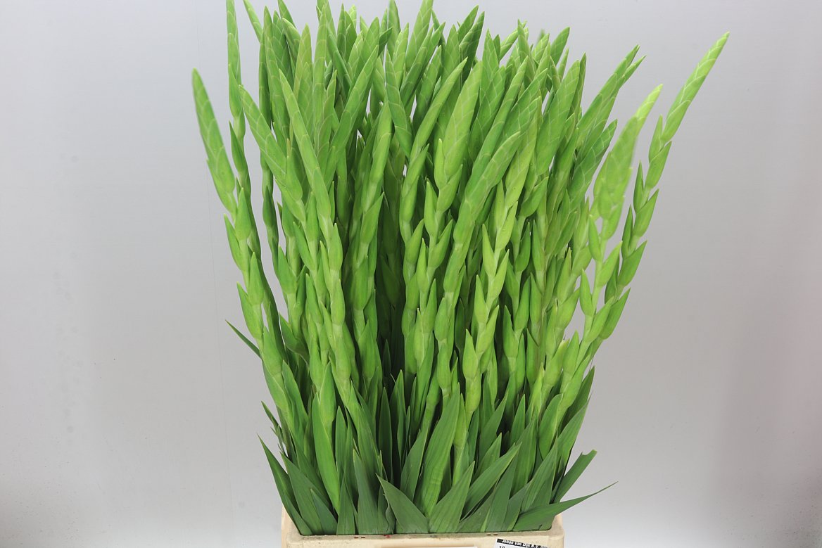 Gladiolus White