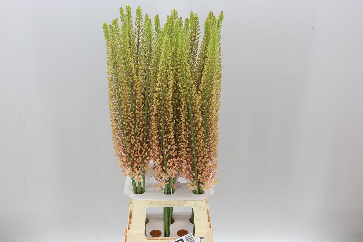Eremurus Pink Floyd