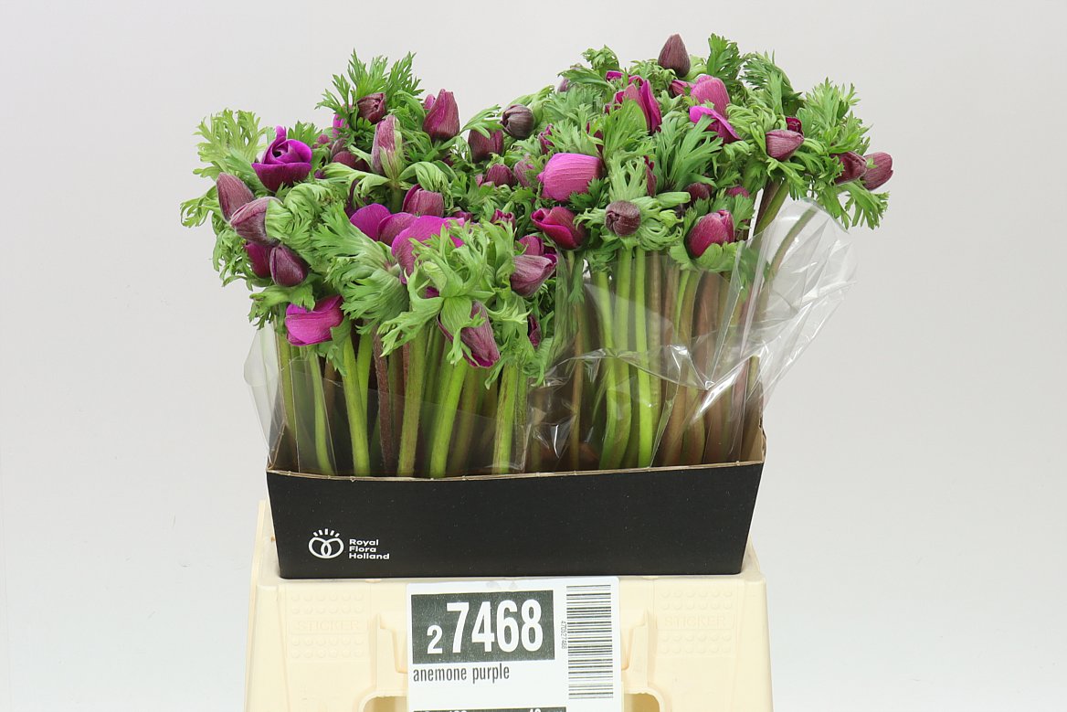 Anemone Purple