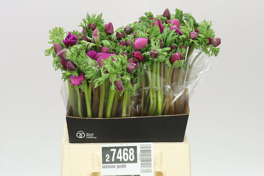 Anemone Purple