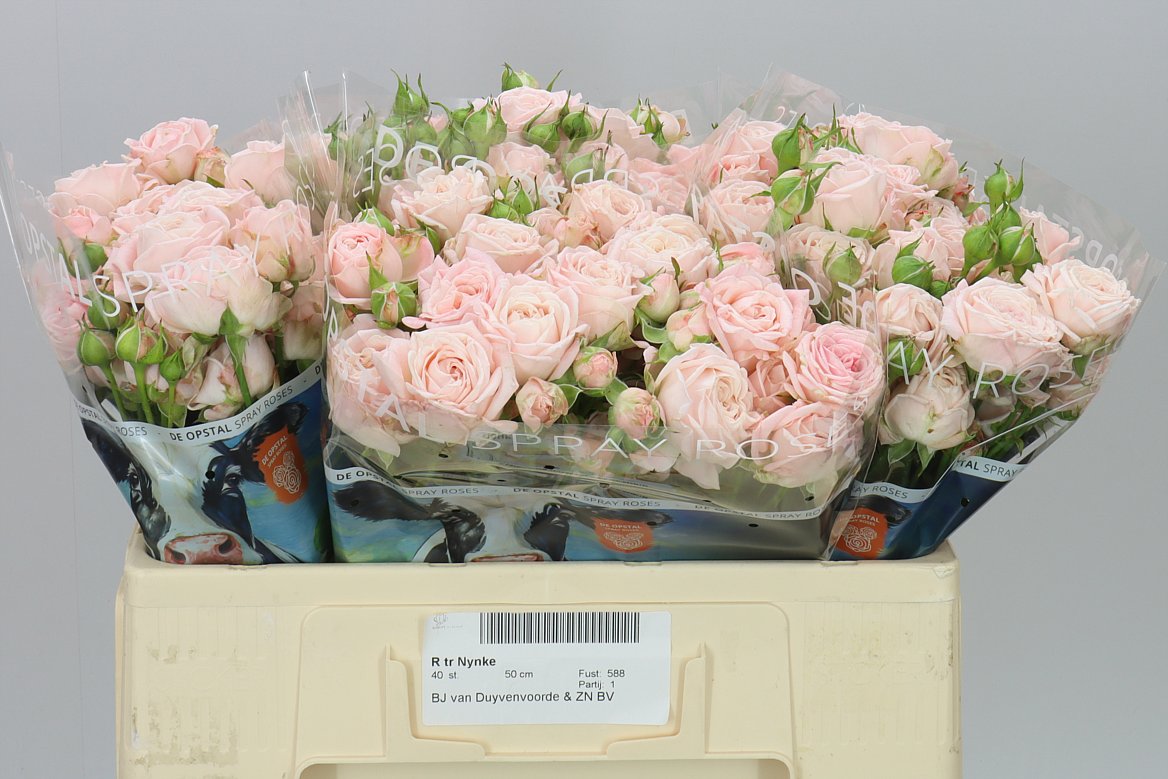 Rosa Tr Nynke