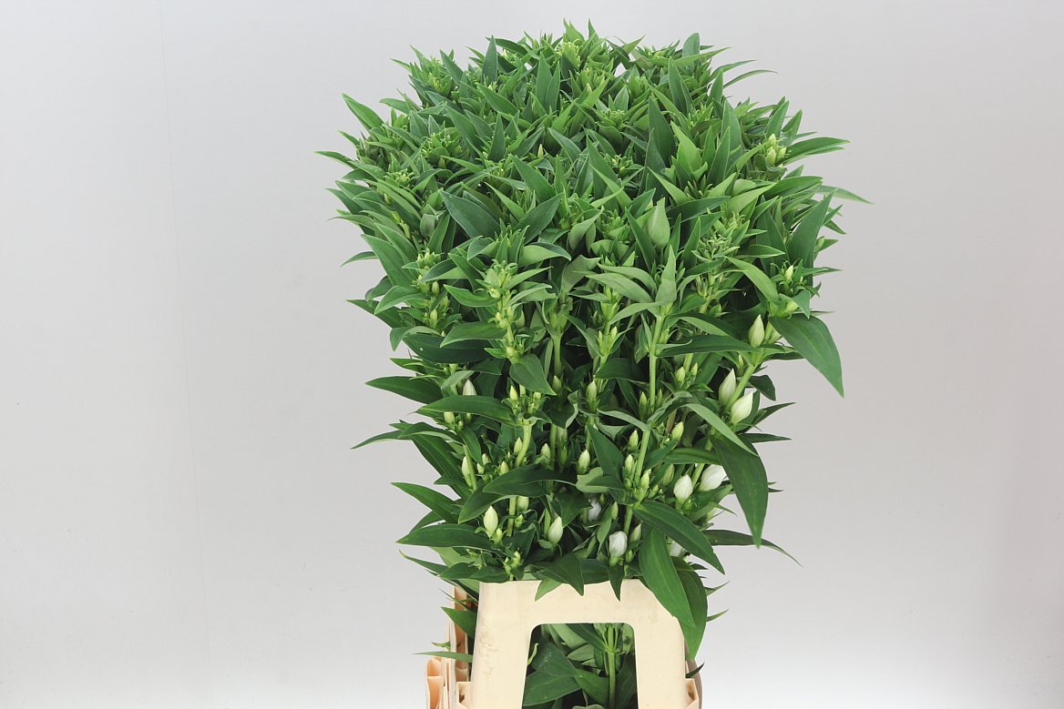 Gentiana White