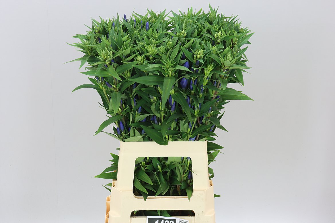 Gentiana Blue