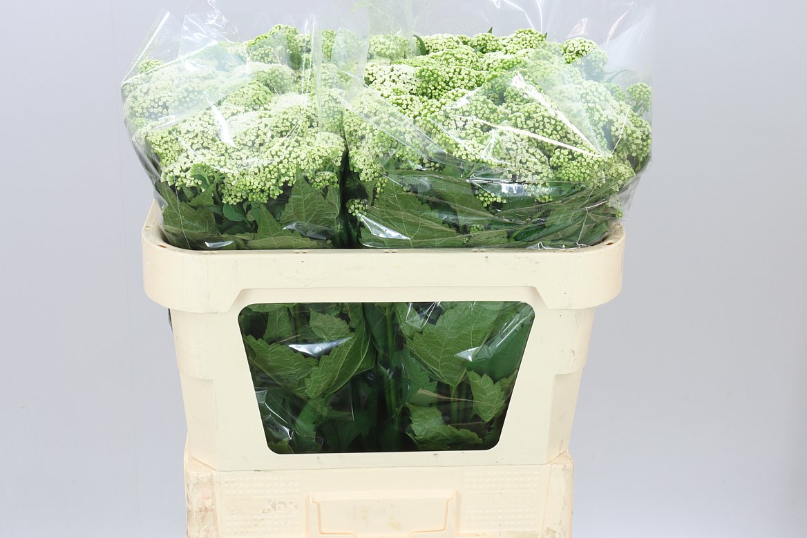 Eupatorium White