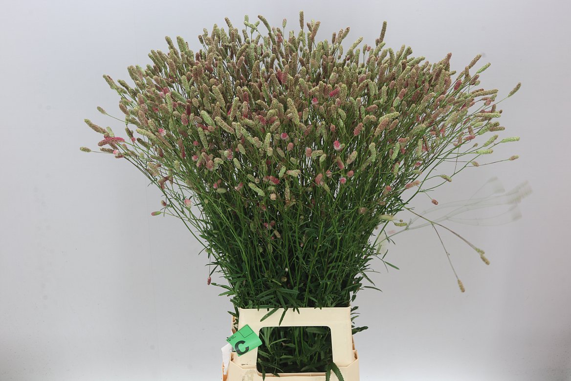 Sanguisorba Off Pink Tann