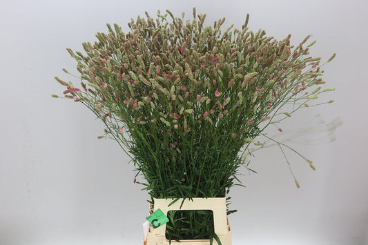 Sanguisorba Off Pink Tann