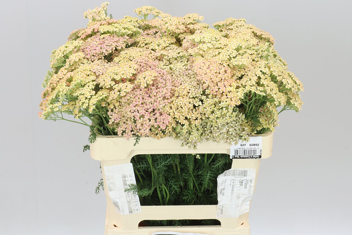 Achillea Lachsschönheit
