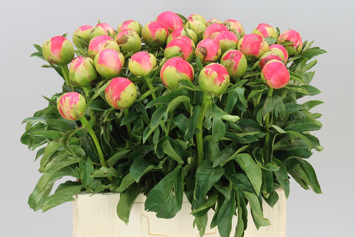 Paeonia Coral Sunset A2