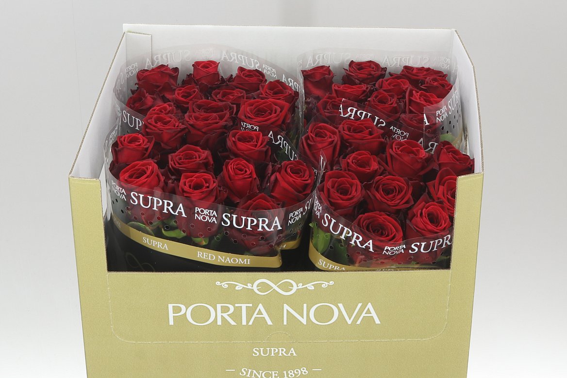 Rosa Gr Red Naomi Supra