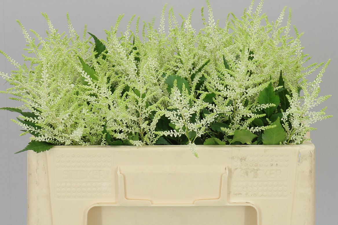 Astilbe Washingthon
