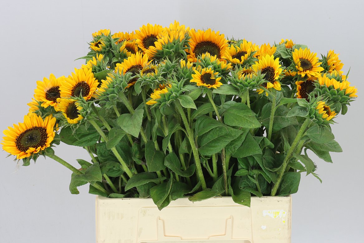 Helianthus A Sonja