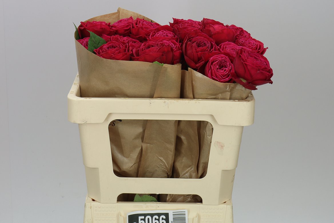 Rosa Gr Gar Just More