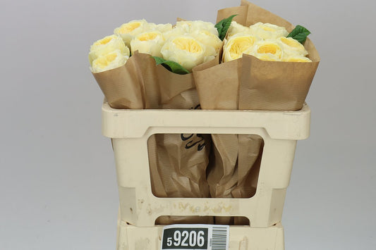 Rosa Gr Gar Nona