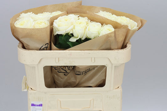 Rosa Gr Gar Chic White