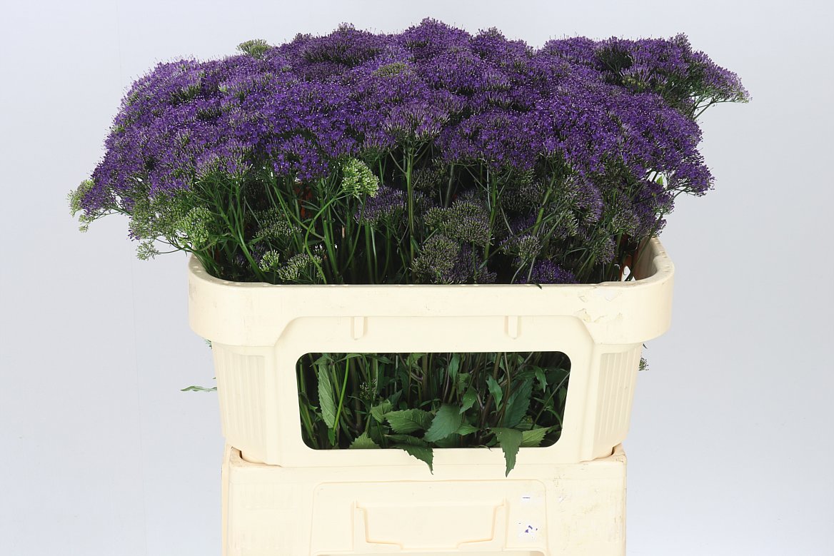 Trachelium Purple