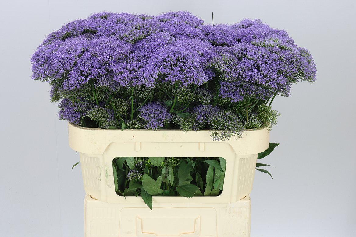 Trachelium Lilac