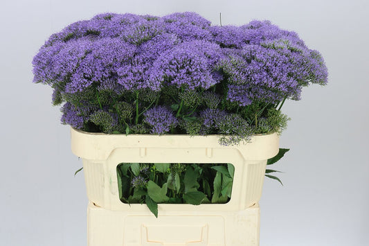 Trachelium Lilac