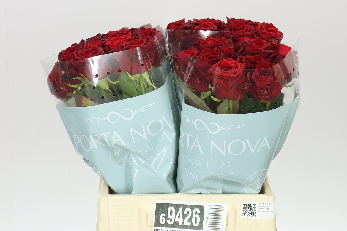 Rosa Gr Red Naomi