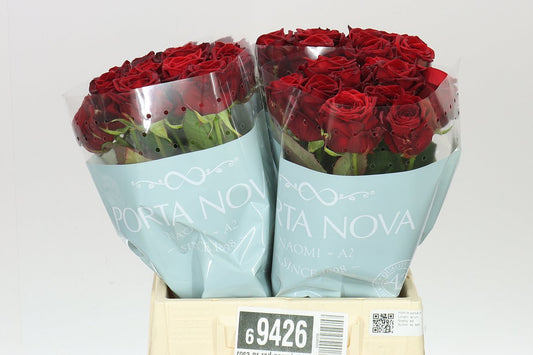 Rosa Gr Red Naomi
