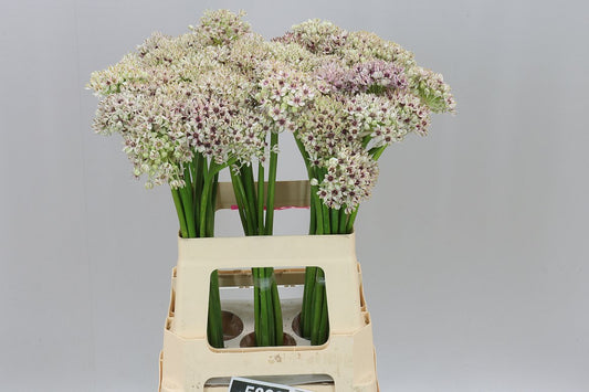 Allium Silverspring