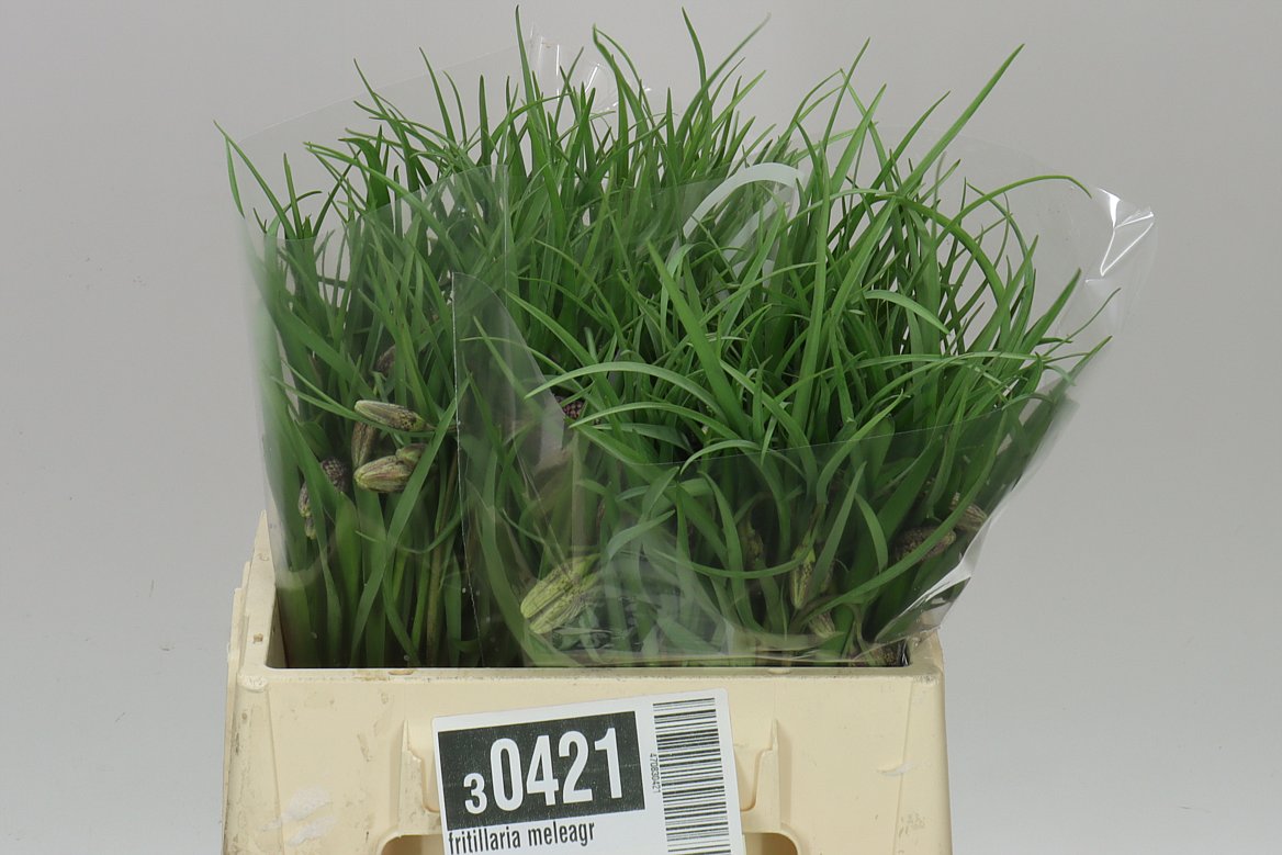 Fritillaria Meleagris