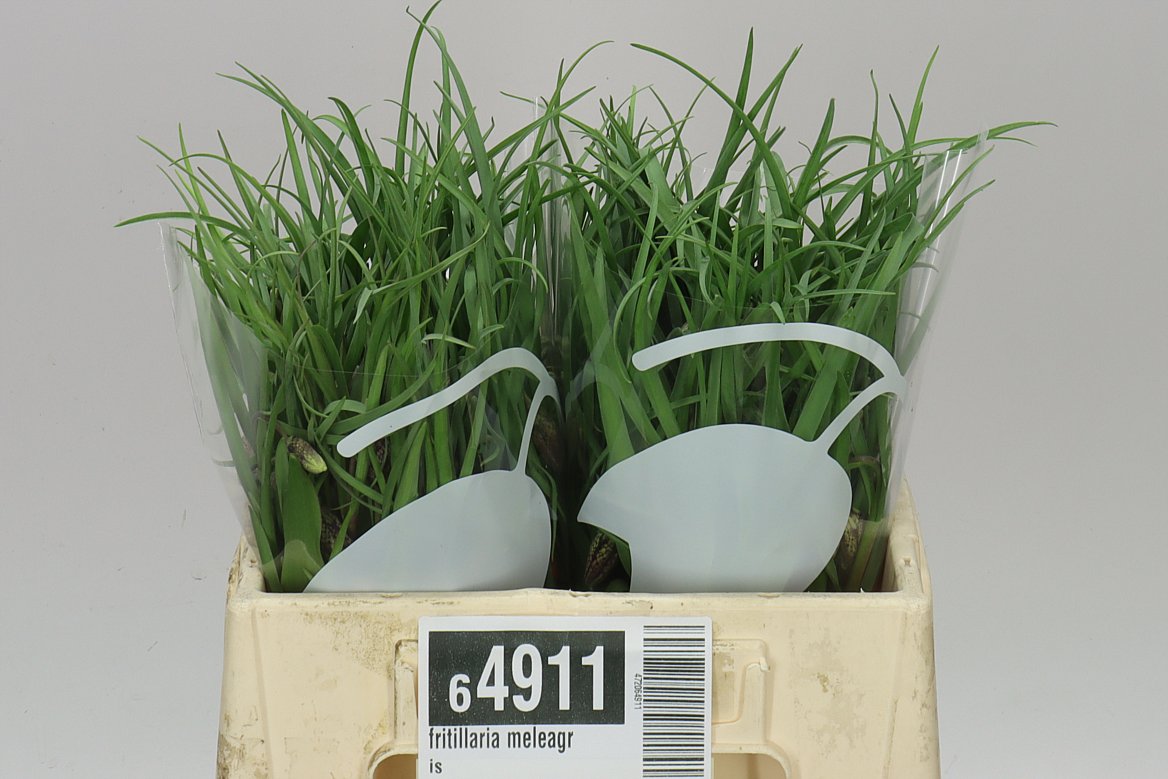 Fritillaria Meleagris