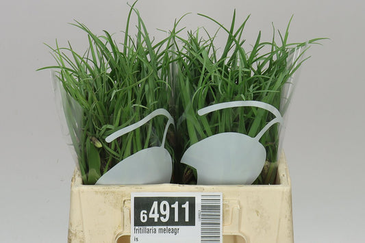 Fritillaria Meleagris