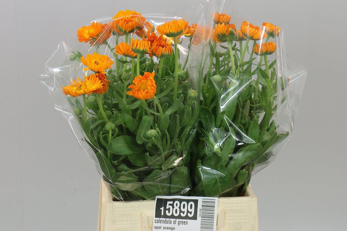 Calendula Green Orange