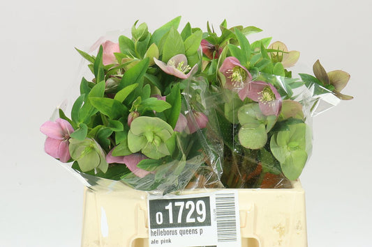 Helleborus Queens Pale Pink