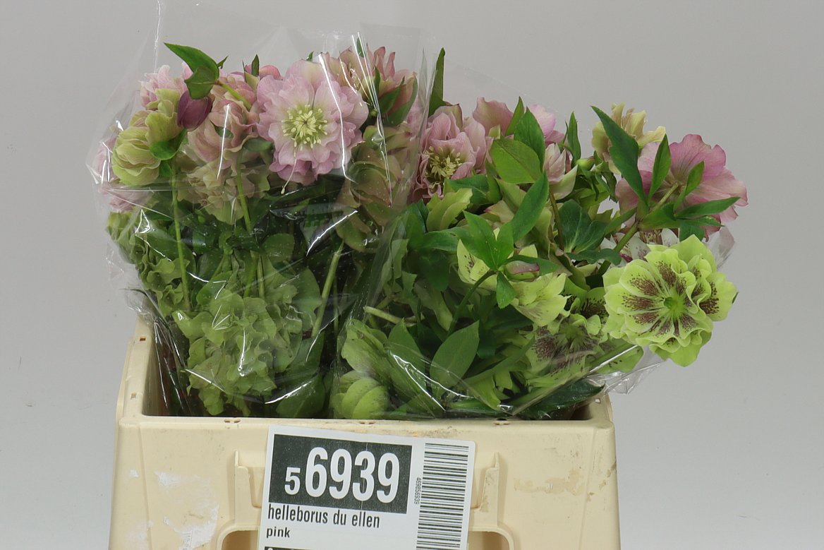 Helleborus Du Ellen Pink