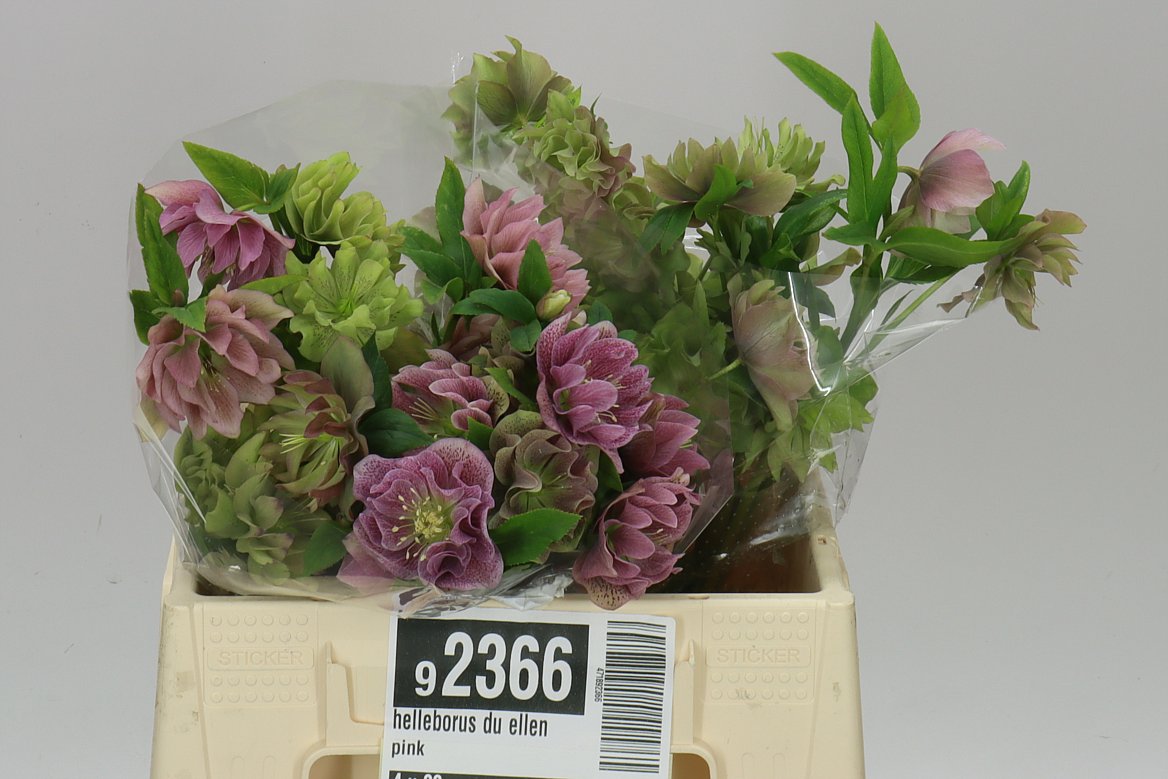 Helleborus Du Ellen Pink