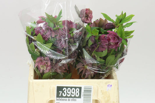 Helleborus Du Ellen Red