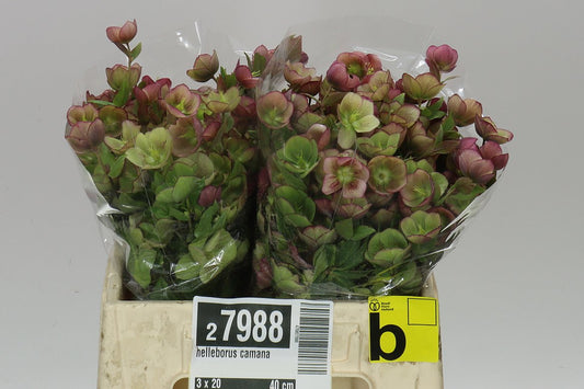 Helleborus Camana