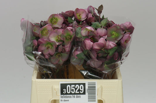 Helleborus Frk Doroth Dawn