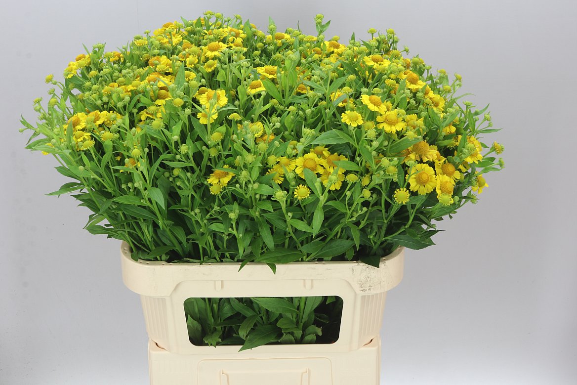 Helenium Kanaria