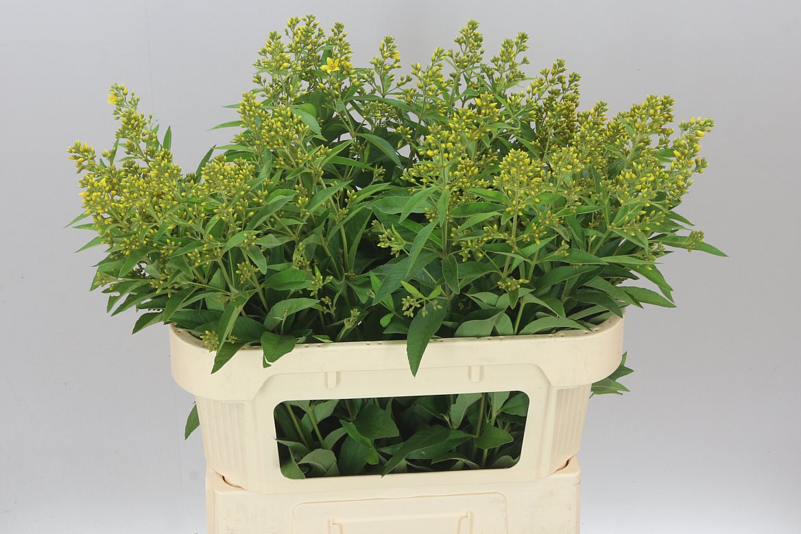 Lysimachia Vulgaris