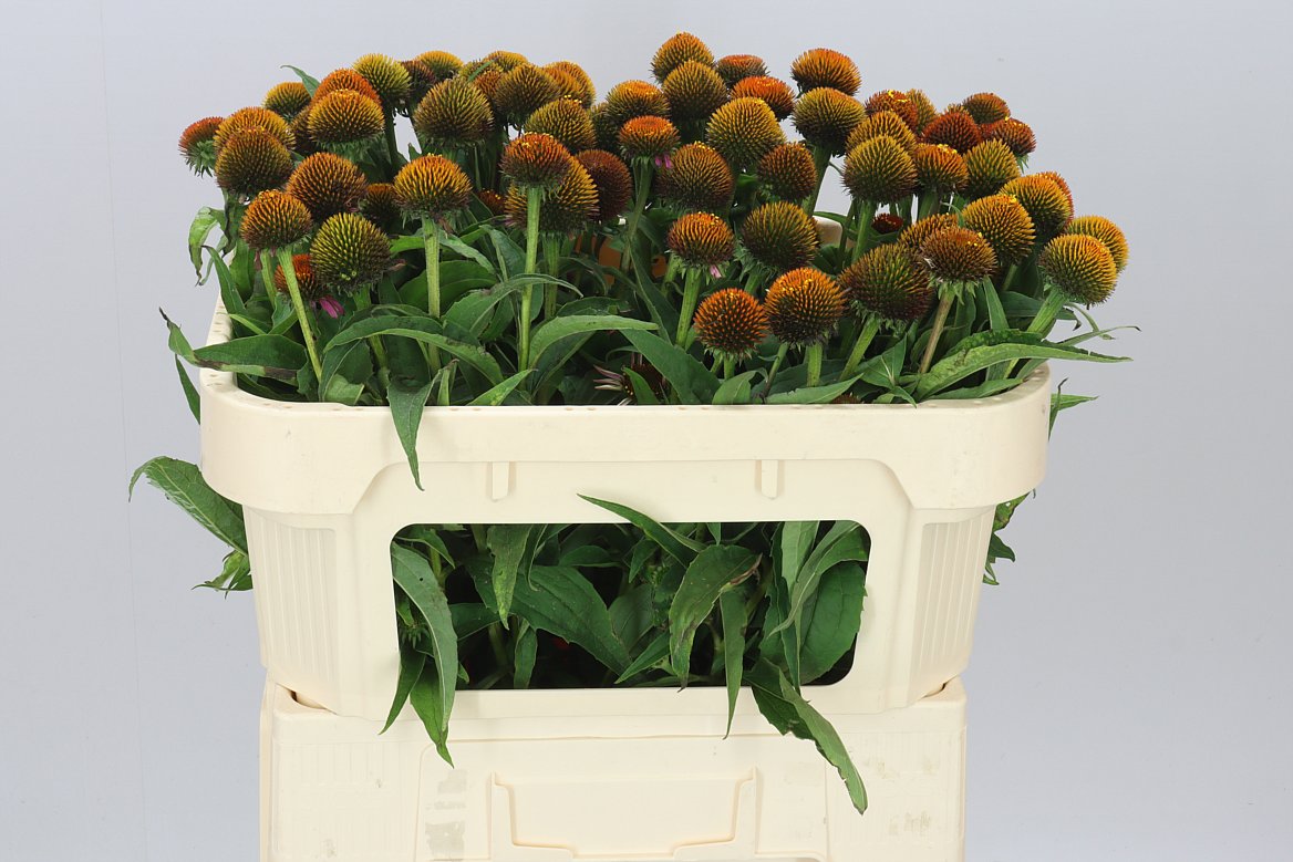 Echinacea Purpurea