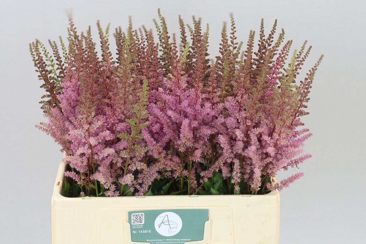 Astilbe Maggie Daley
