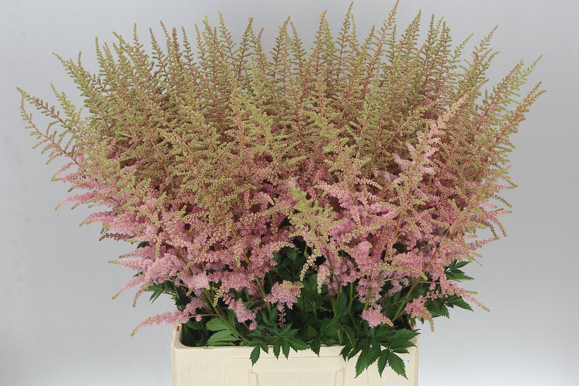 Astilbe Cattleya