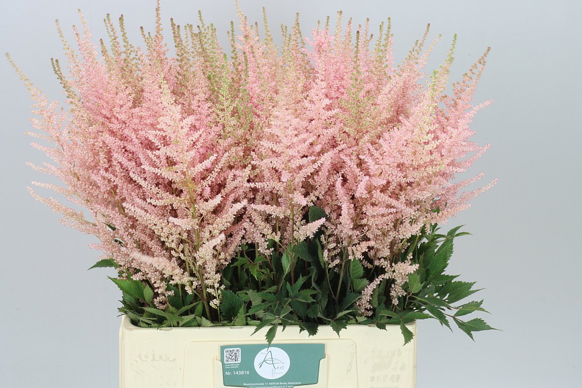 Astilbe Erika
