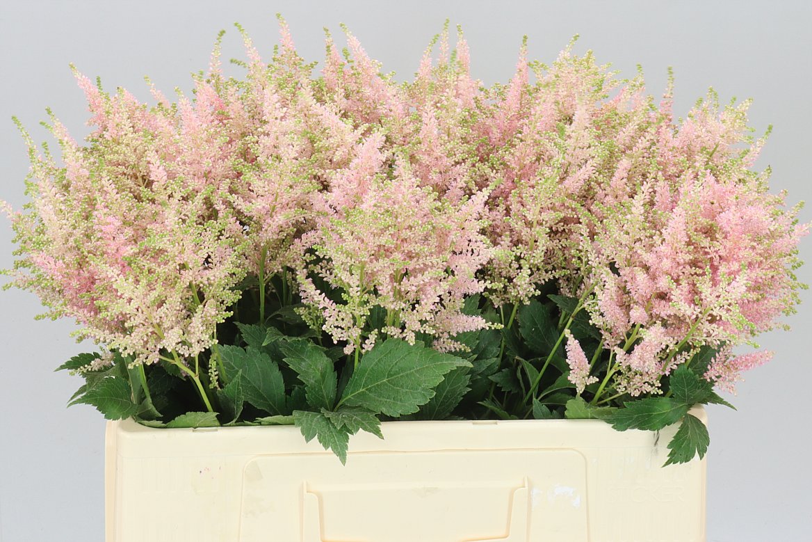 Astilbe Europa