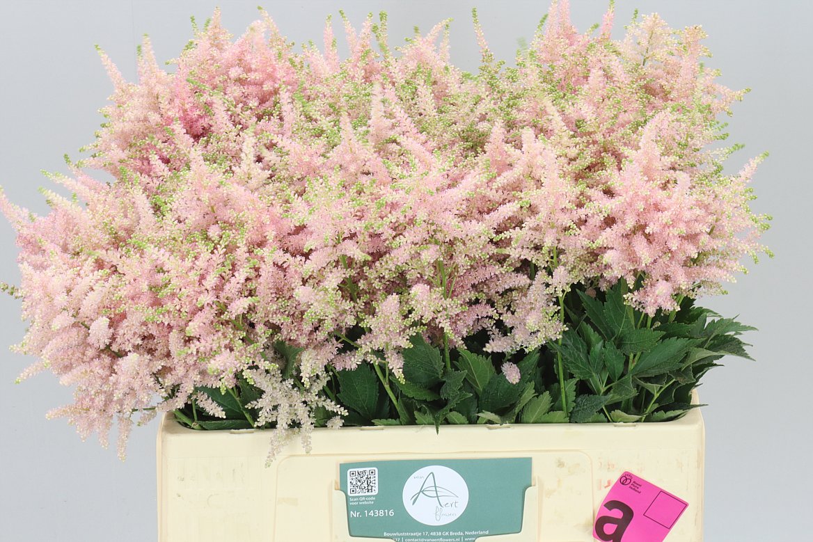 Astilbe Europa