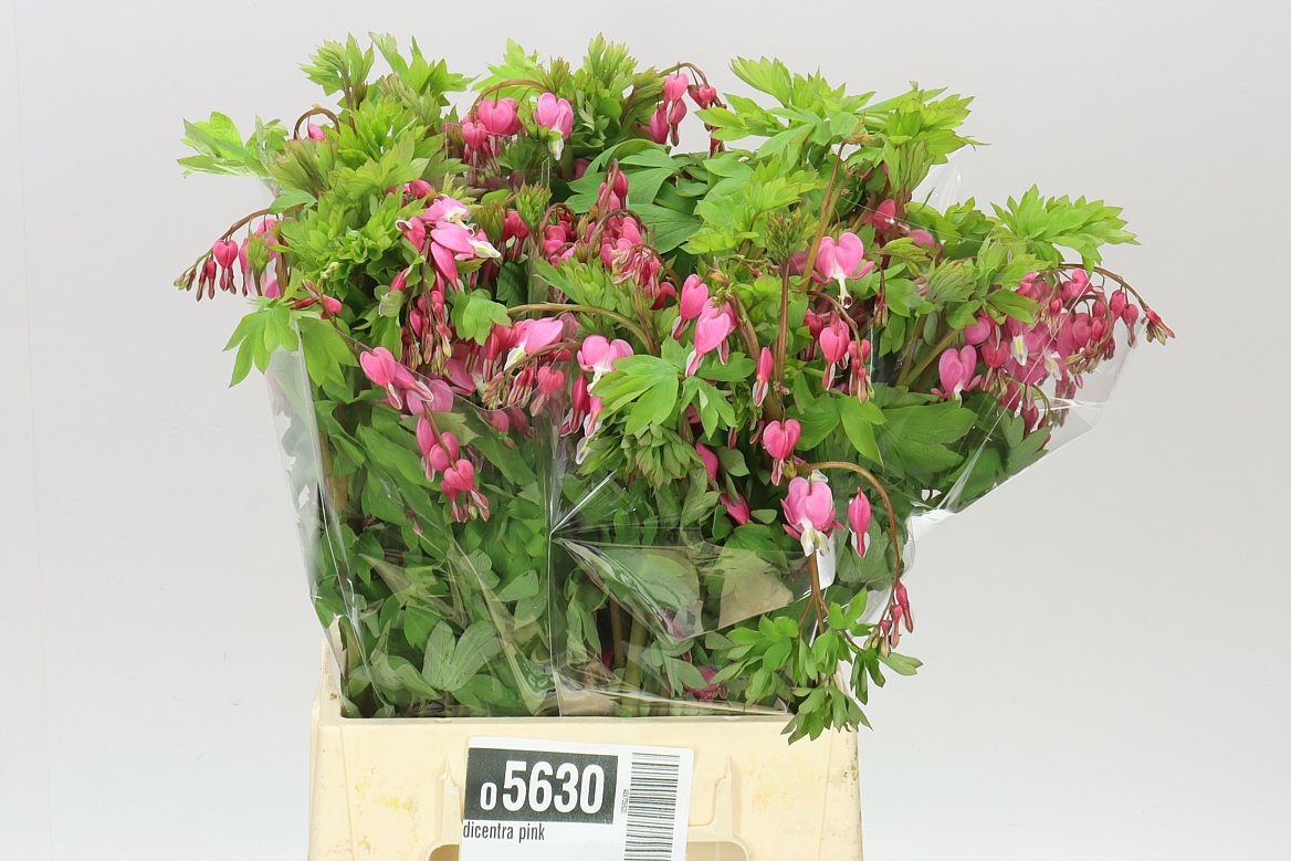 Dicentra Pink
