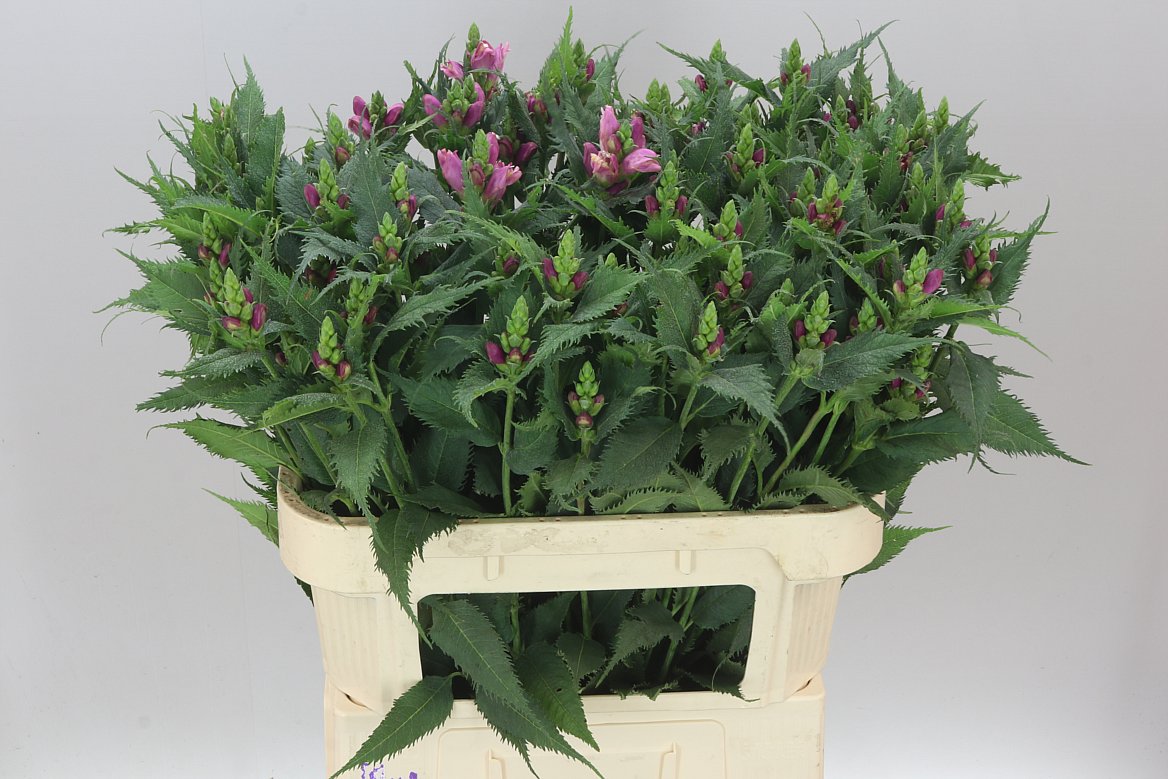 Chelone Pink