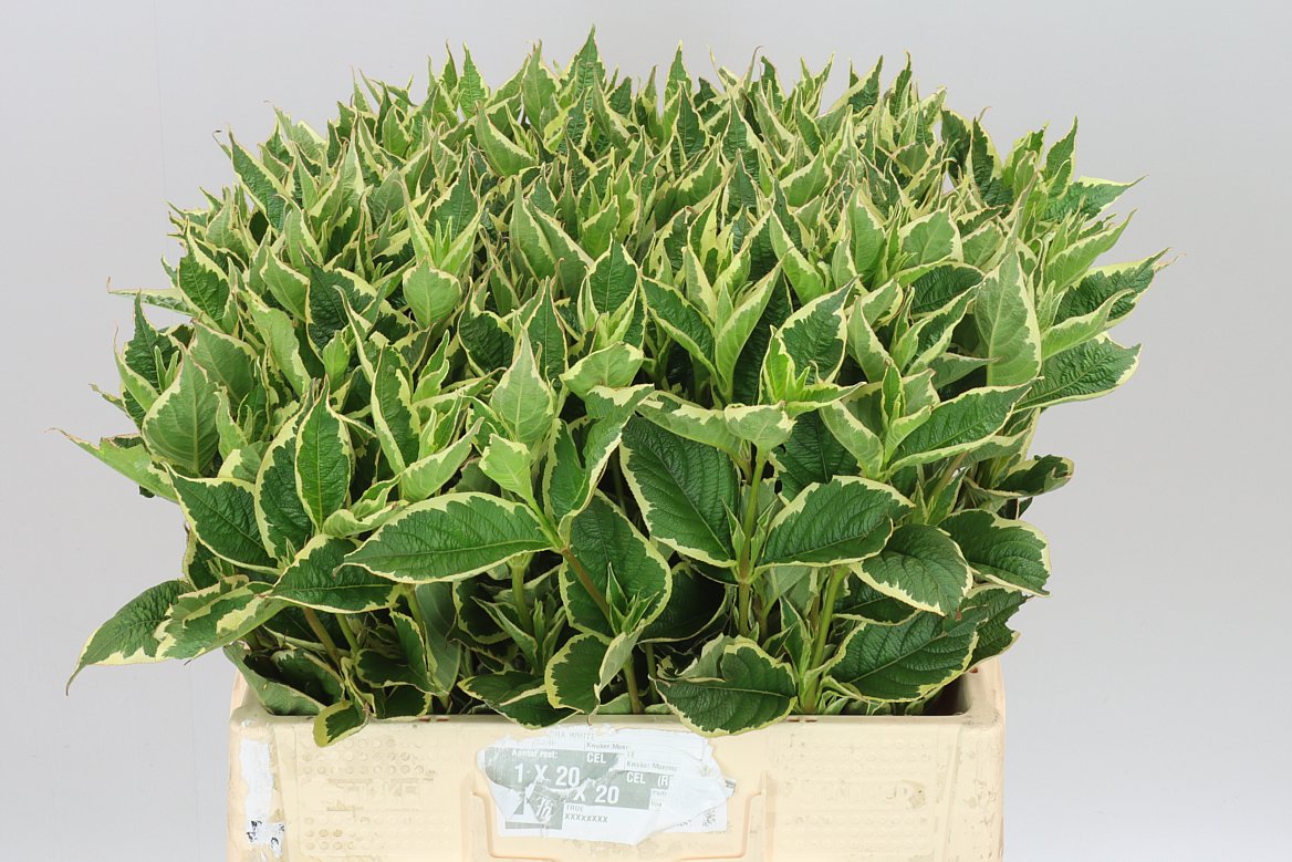 Weigela Variegata
