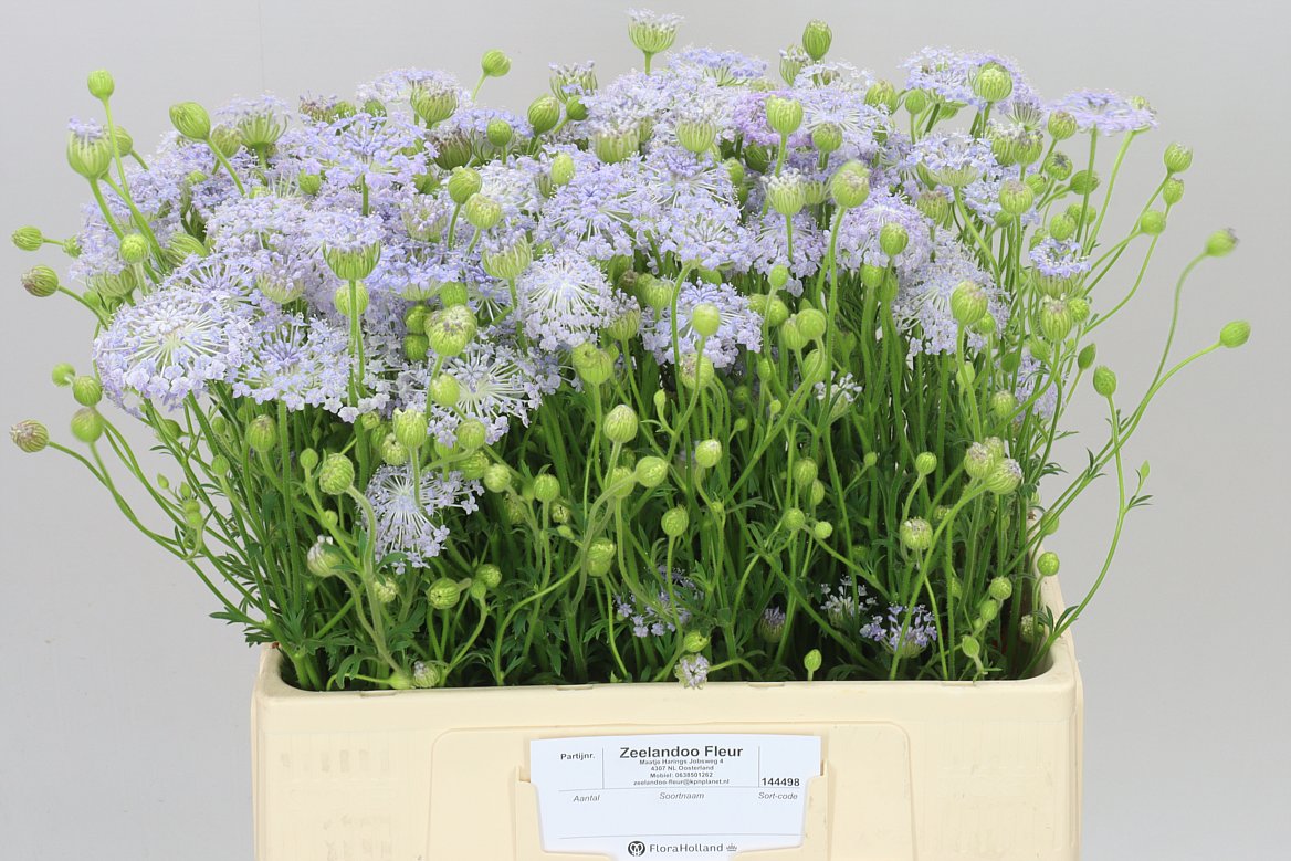 Didiscus Lavendel