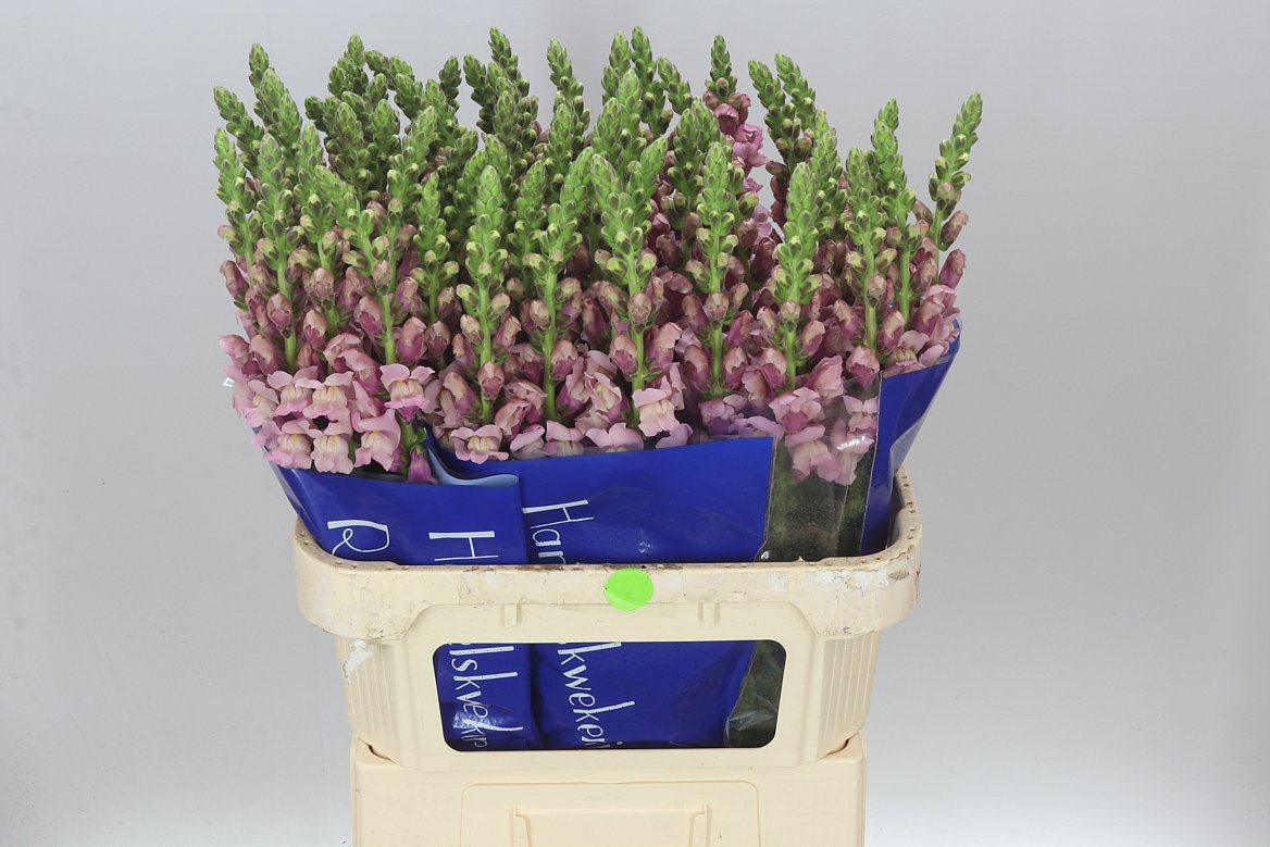 Antir Lavender