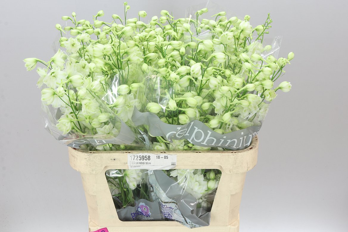 Delph El Centurion White